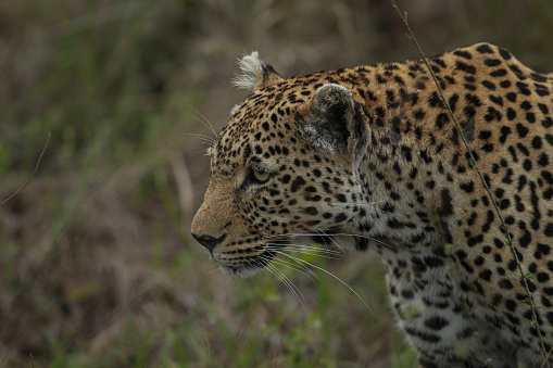 A close up image of a leopard in the bushes of the Kruger National Park