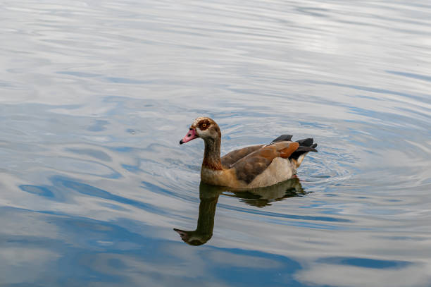 gęś egipska, alopochen aegyptiaca, pływanie po jeziorze z odbiciem - shelduck anseriformes duck goose zdjęcia i obrazy z banku zdjęć