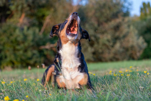 istock Dog catching a treat 1272297652