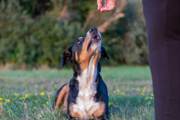 istock A woman trains dog 1272297720