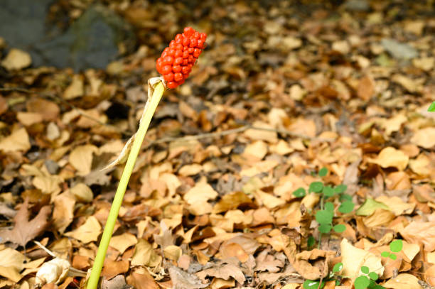 istock arum plant with ripe red berries in the forest 1272297756