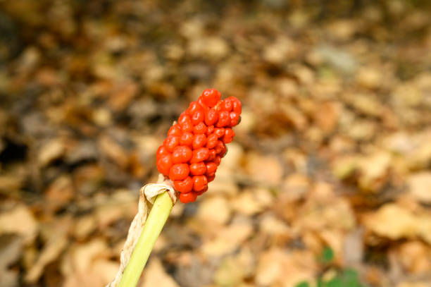 arum, maculatum, berries, berry, fruit, autumn, background, botanical, closeup, color, concept, cuckoo, day, earth, environment, fall, flora, flower, forest, fresh, greek, ground, herb, herbal, ladies, land, landscape, life, lords, natural, nature, no people, nobody, one, orange, outdoors, outside, pint, plant, red, ripe, season, single, soil, spotted, texture, textured, time, uncultivated, wild