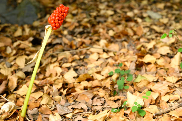 istock arum plant with ripe red berries in the forest 1272297790