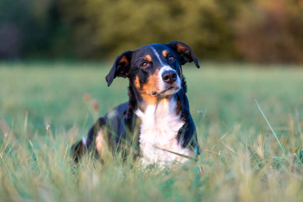 istock dog lying on the summer field 1272298104