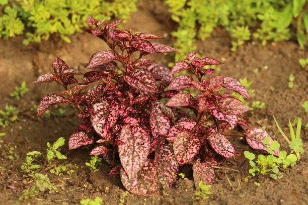 Portrait of Hypoestes