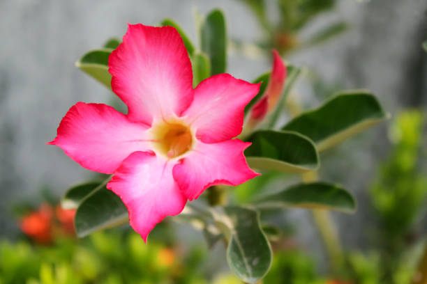istock Pink tropical flower 1272299179