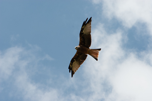 Yellow-billed kite flies low over grassy plain