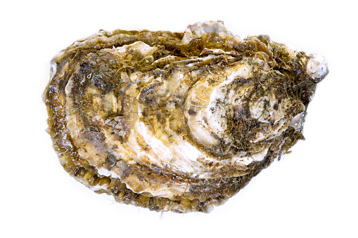 A photo of a closed oyster taken from above and isolated on white