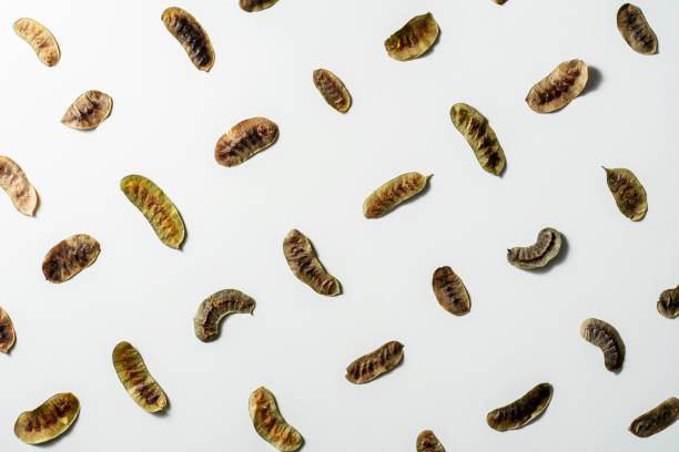Dried senna leaves flat lay on white background