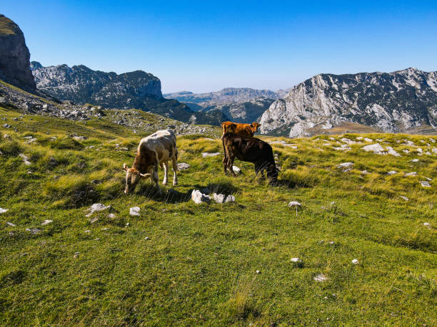 istock Cows grazing on the meadow in the mountain area 1272301343