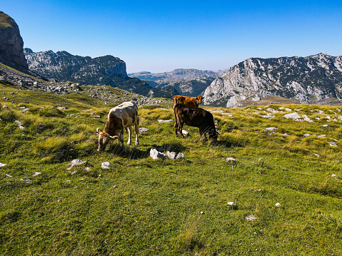 Cattle relaxing and grazing on a warm summer day in Alpstein near the Seealpsee lake