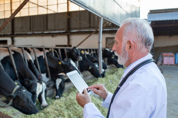 istock Senior veterinarian with tablet on dairy farm 1272301510