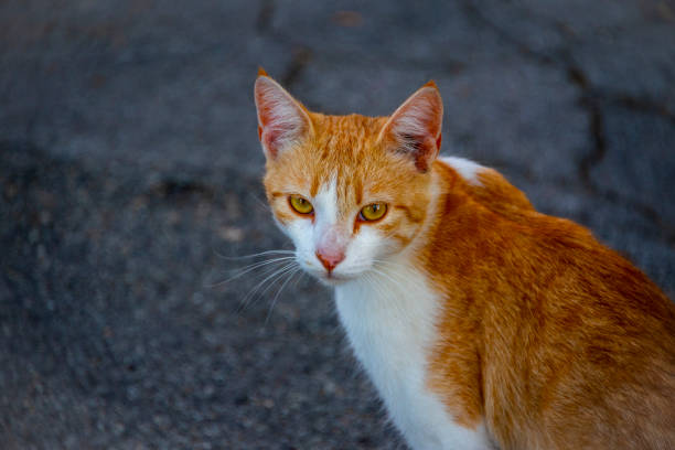 istock the red and white cat looks at me 1272301517