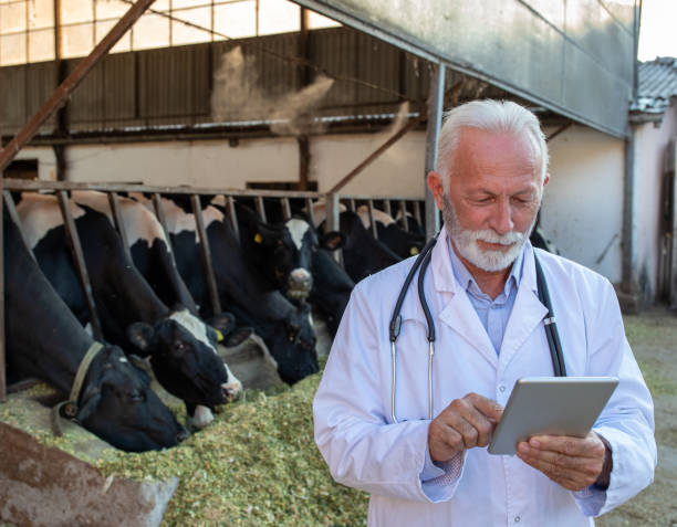 istock Senior veterinarian with tablet on dairy farm 1272301557