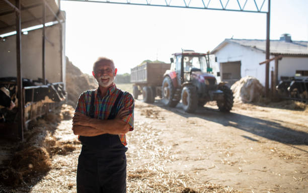 istock Senior farmer on cattle farm 1272301568