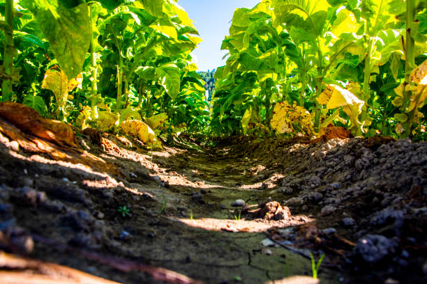 row of tobacco plants on the road to Citerna, Perugia, Umbria, Italy