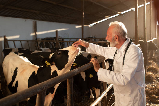istock Veterinarian cuddling holstein cows on dairy farm 1272301606