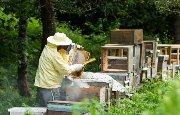 Beekeeper examining honeycomb