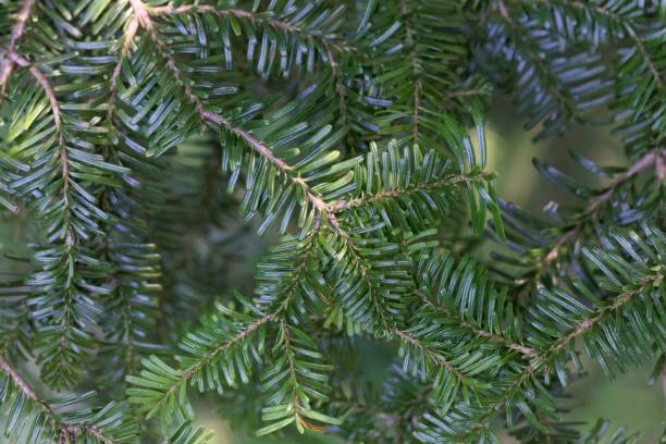 istock Needles of a Pacific silver fir, Abies amabilis 1272302825