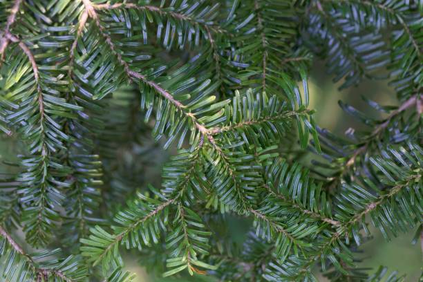 Needles of a Pacific silver fir, Abies amabilis Detail of needles of a Pacific silver fir, Abies amabilis abies amabilis stock pictures, royalty-free photos & images