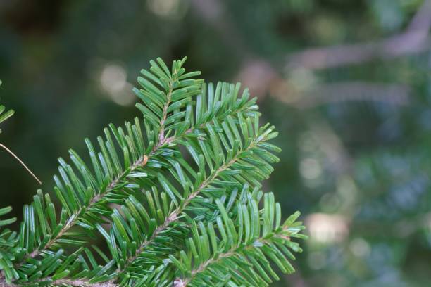 istock Needles of a Pacific silver fir, Abies amabilis 1272302867