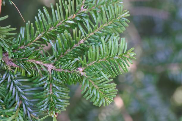 Needles of a Pacific silver fir, Abies amabilis Detail of needles of a Pacific silver fir, Abies amabilis abies amabilis stock pictures, royalty-free photos & images