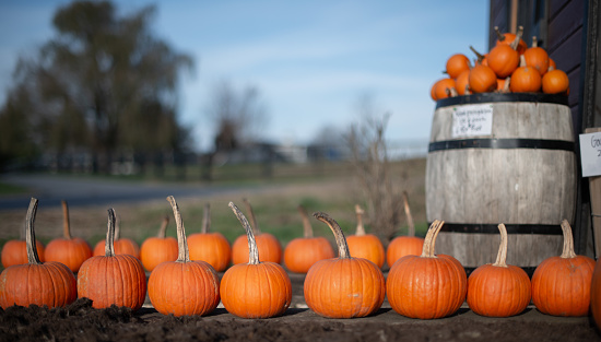 close up on wagon in the pumpkin field