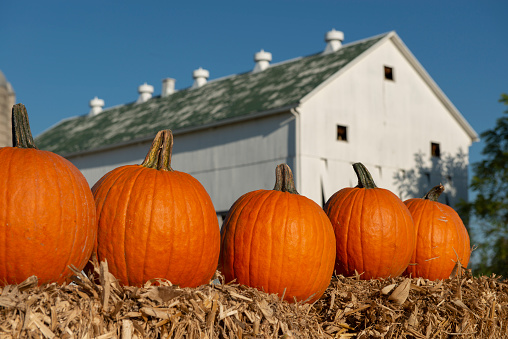 A group of pumpkins sit on bails in front of a white Amish barn in rural Lancaster County, PA. Horizontal.