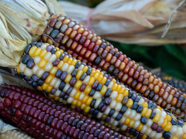 close-up de milho indiano - indian corn - fotografias e filmes do acervo