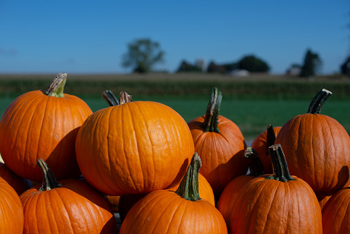 A pile of large pumpkins for sale at the edge of a rural farm field.