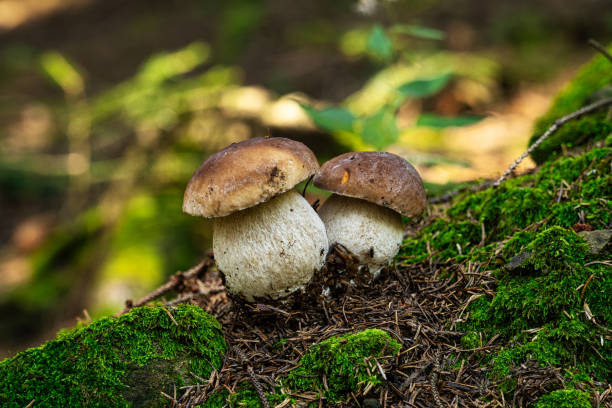 istock Porcini Mushroom In Forest 1272303884