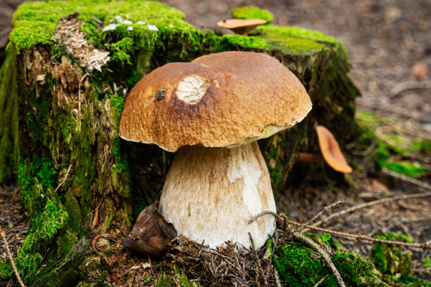 istock Porcini Mushroom In Forest 1272303932