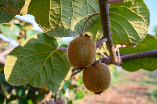 New harvest of golden or green kiwi, hairy fruits hanging on kiwi tree in orchard in Italy