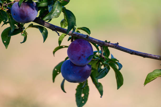 istock Plum fruits ripening on tree in orchard 1272304131