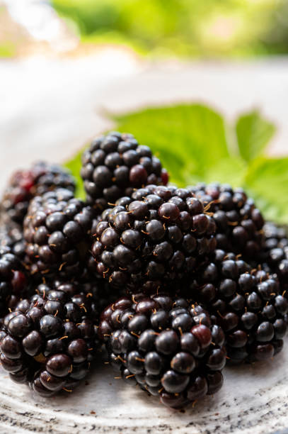 istock Ripe healthy antioxidant black currant or bramble berries 1272304255