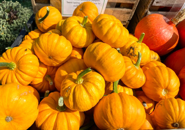 istock Gold Dust Pumpkins in Kent, England 1272304503