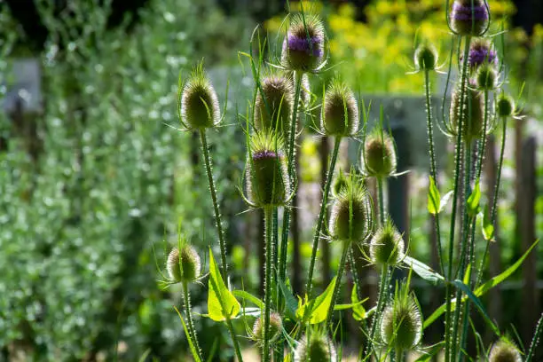 Botanical collection of medicinal plants and herbs, wild teasel or fuller dispacus sylvestris in summer