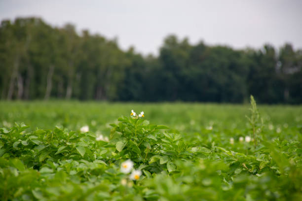 istock White blossom on potato fields in summer 1272305289