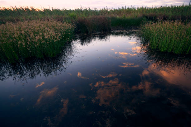 Reflections of clouds in the lake, sunset, vegetation,