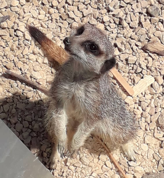 istock A meerkat looking at the camera 1272307806