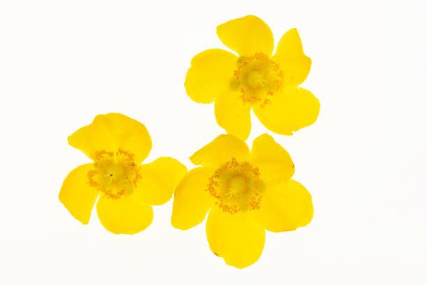 istock isolated three hyperycum yellow flowers 1272308488