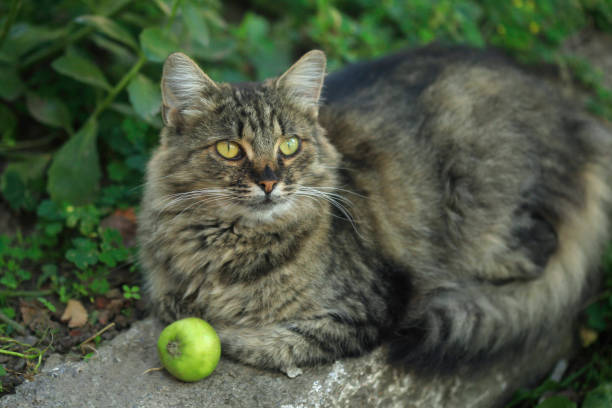istock Portrait of wild fluffy cat 1272308920