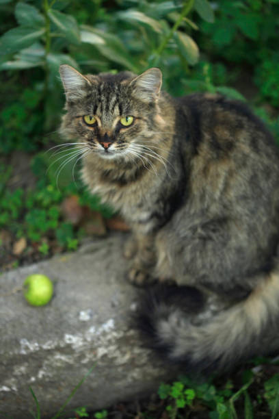 istock Portrait of wild fluffy cat 1272308921