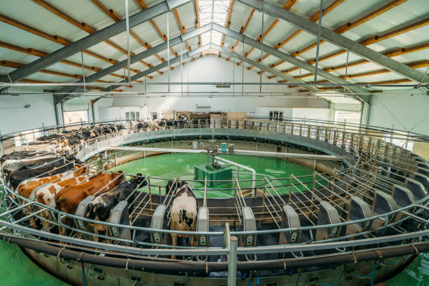 Milking cows on automatic industrial milking system in dairy farm Milking cows on automatic industrial milking system in dairy farm. milking unit stock pictures, royalty-free photos & images