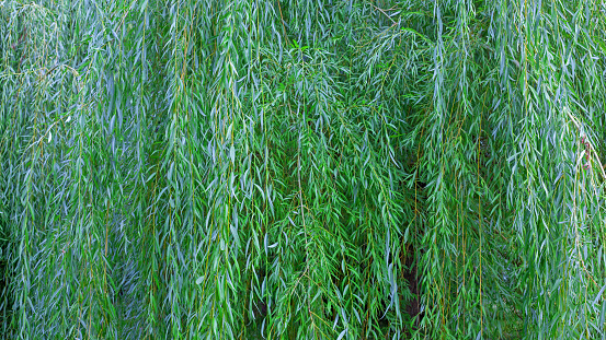 Weeping willow tree background. Natural pattern