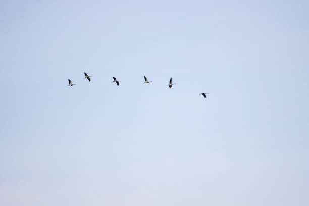 istock some cranes fly high in the sky 1272310885