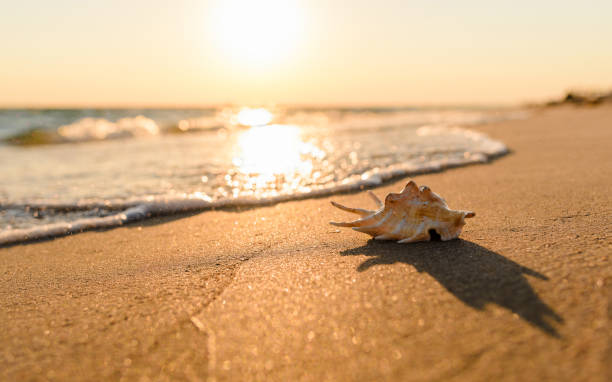 istock A large beautiful shell lies on the wet sand at sunset. 1272311632