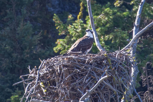 istock Osprey on nest in Yellowstone 1272313859
