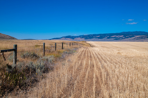 Endless fields of cut dry land wheat in northern USA