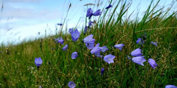 istock Smeale, Isle of Man 1272314712